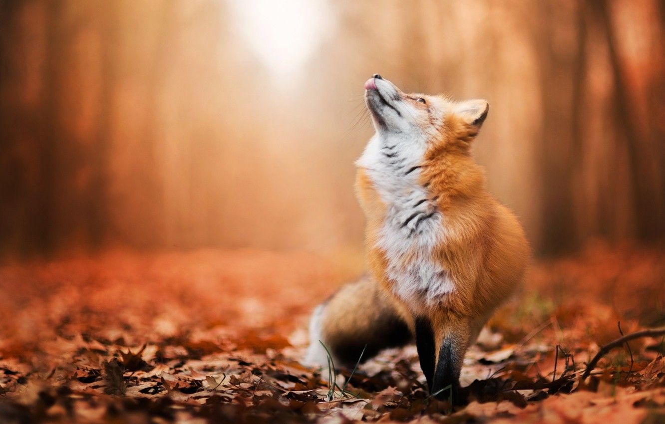 Fox In Autumn Wallpapers - Wallpaper Cave