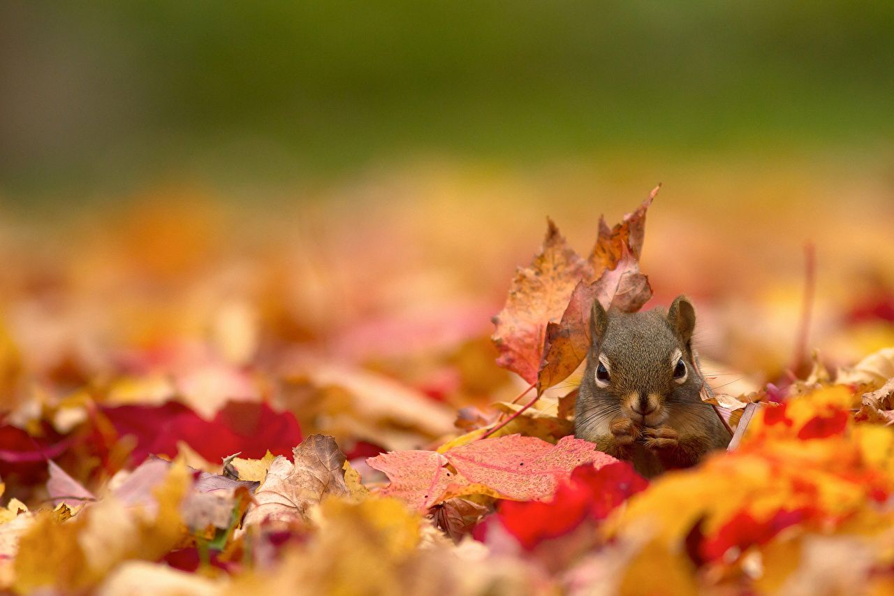 image Squirrels Leaf Nature Autumn animal