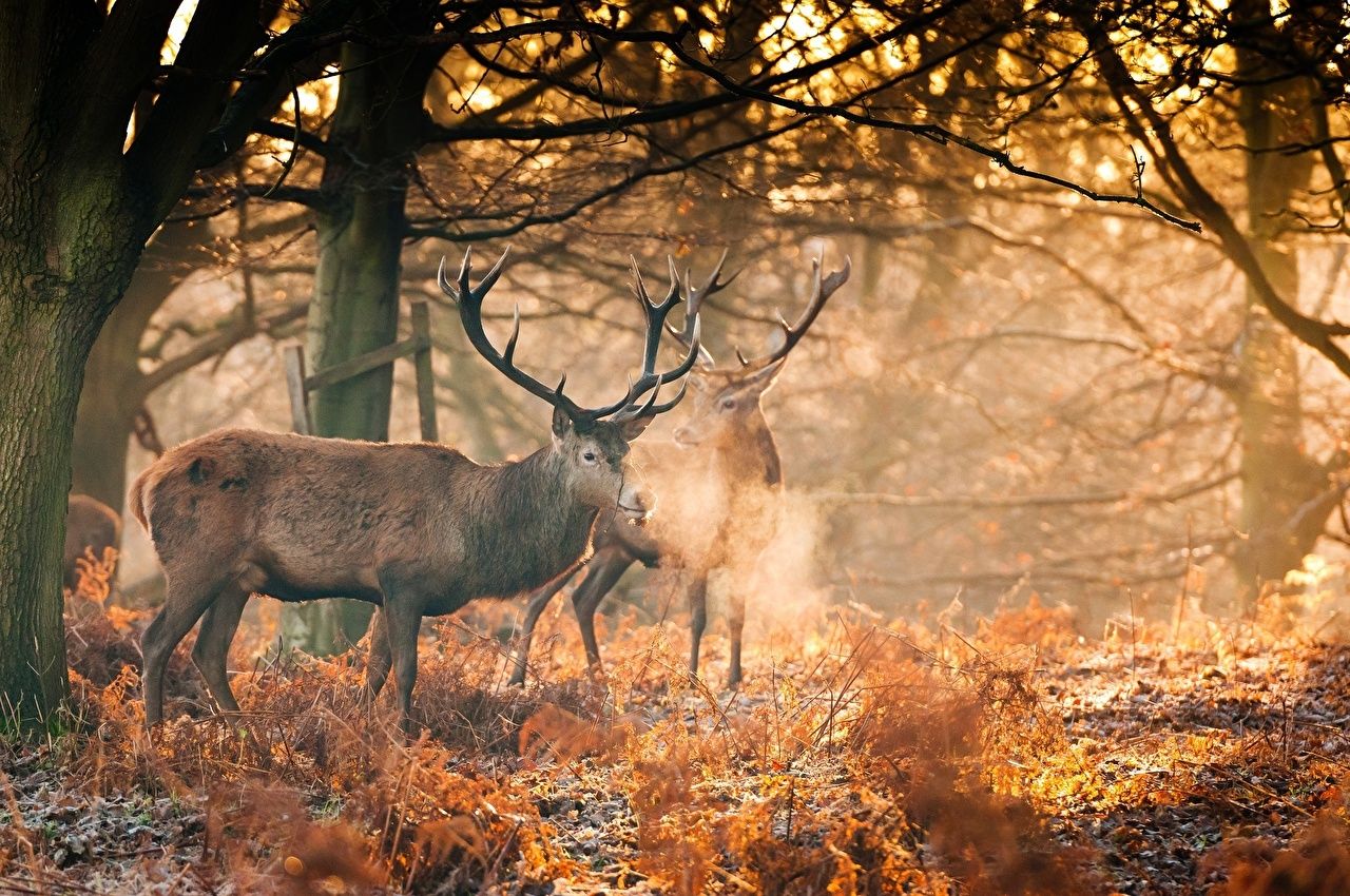 Desktop Wallpaper Rays of light Deer Horns 2 Autumn Forests Trees