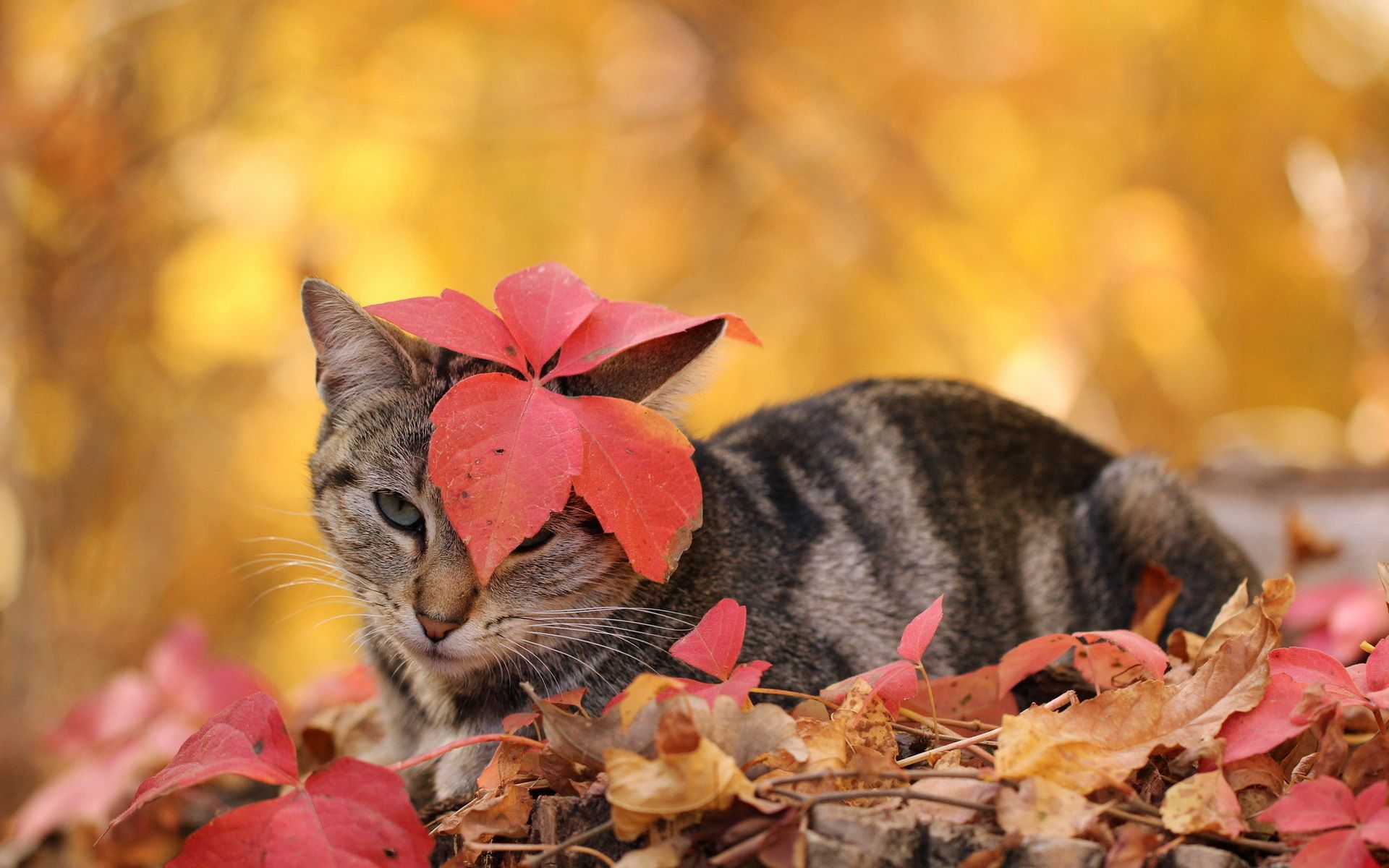 Desktop Wallpaper cat Foliage Autumn animal 1920x1200