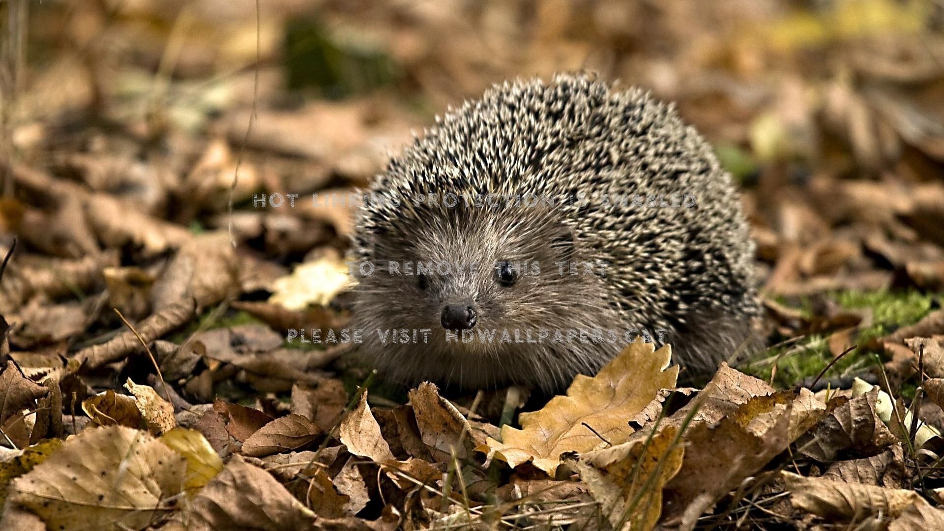 hedgehoge on a fall leaves animals autumn