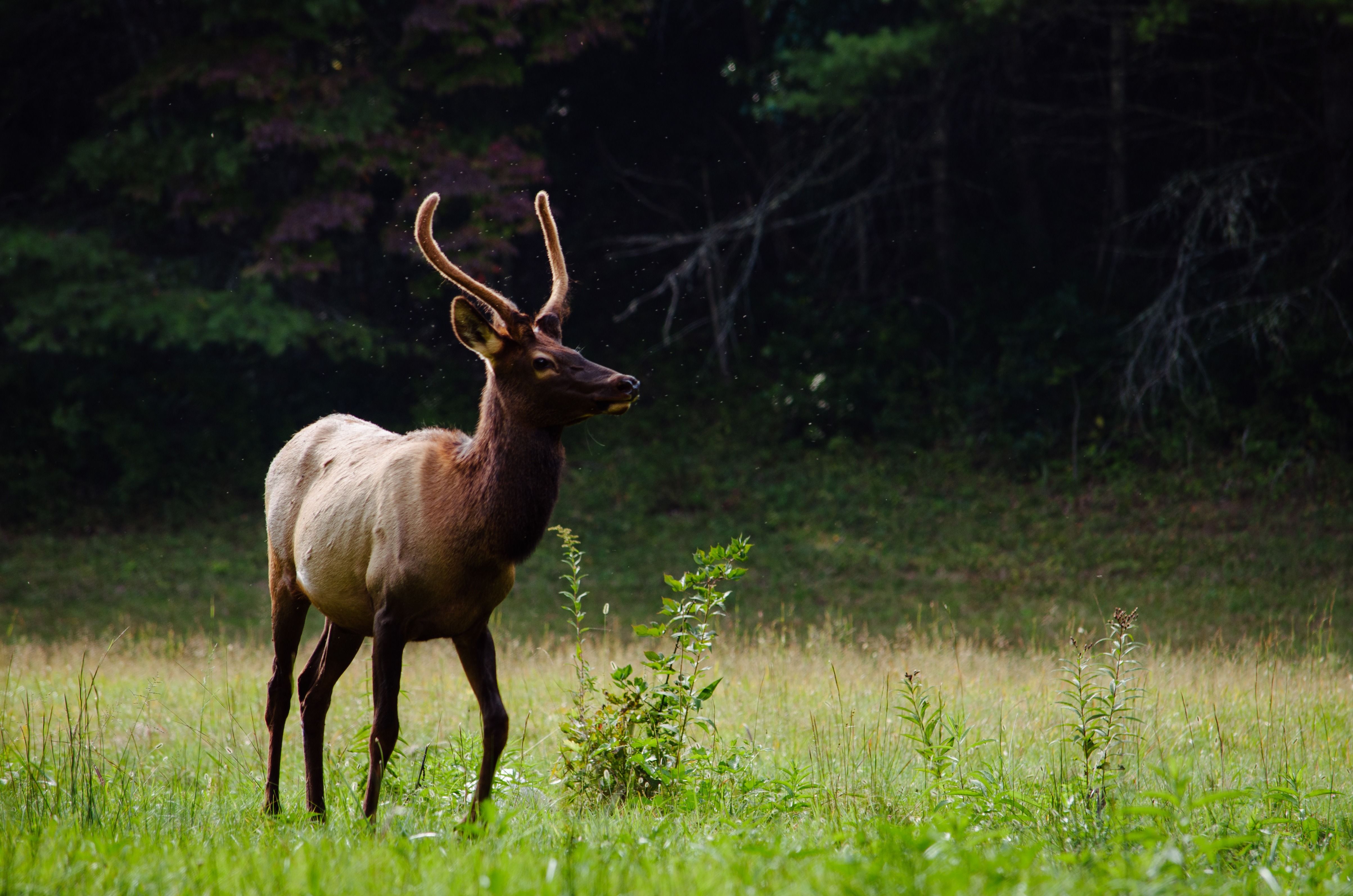 Nature Landscape Animal Forest Field Wildlife Mammal Meadow Autumn Wallpaper.com. Best High Quality Wallpaper