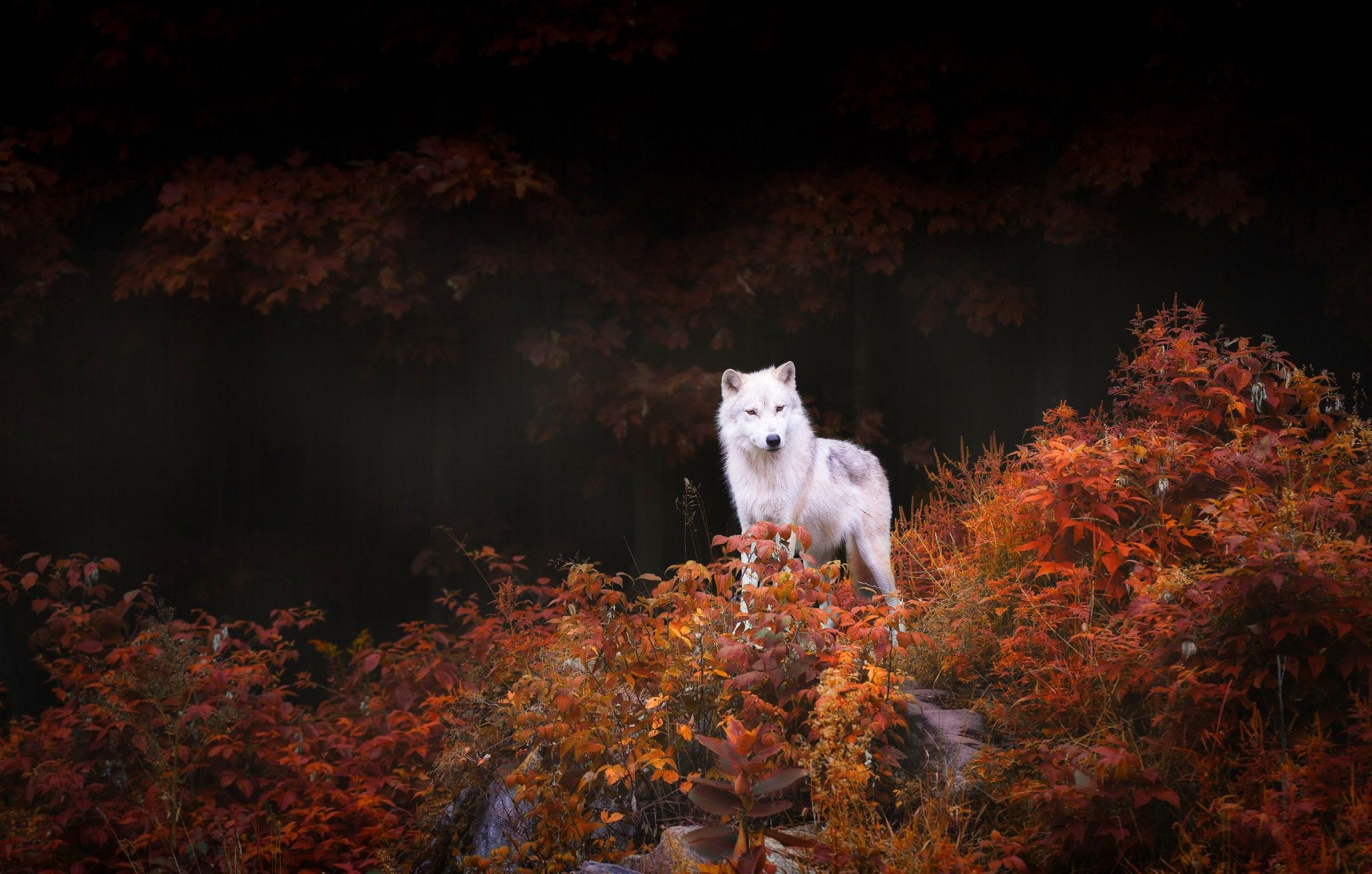 Autumn Wolf Wallpaper. Beautiful Wolf Wallpaper, Awesome Wolf Wallpaper and Pretty Wolf Wallpaper