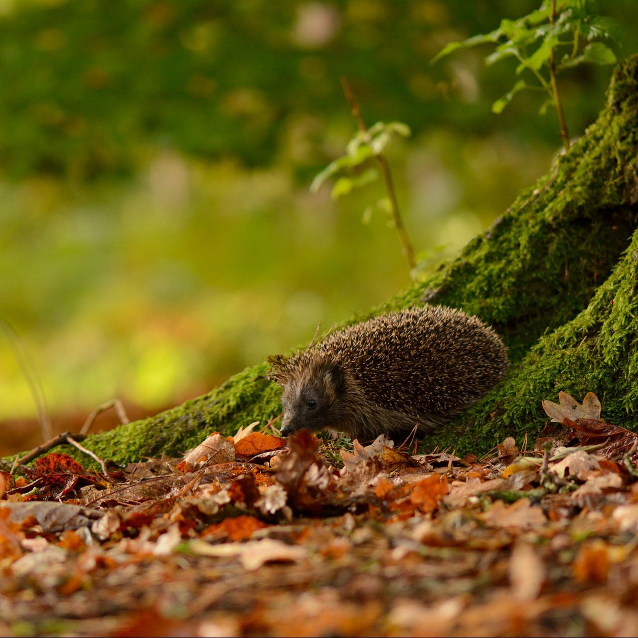 Download wallpaper 1280x1280 hedgehog, animal, leaves, autumn, trees, moss ipad, ipad ipad mini for parallax HD background
