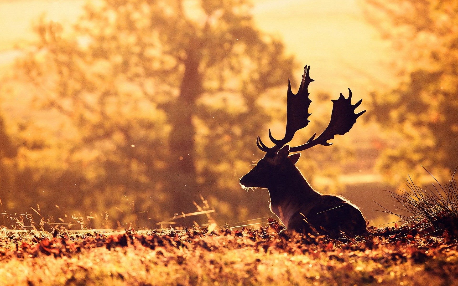 #sitting, #animals, #depth of field, #grass, #deer, wallpaper. Mocah.org HD Wallpaper