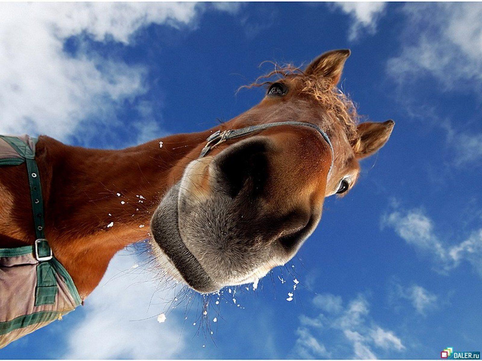 Horse Computer Background