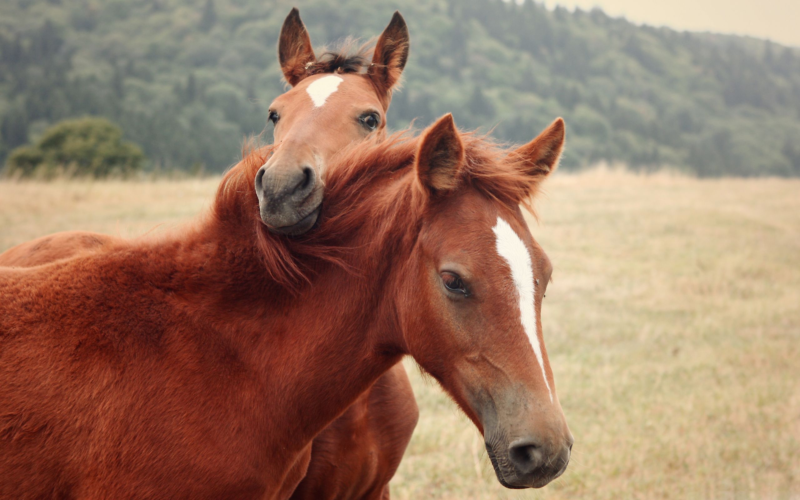 Cute Horses Wallpaper Background 24965 2560x1600px