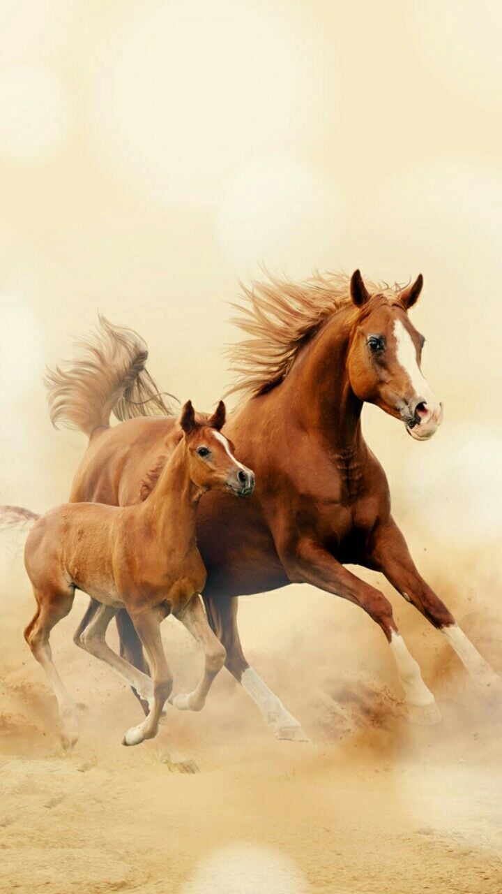 Download Horse wallpapers for mobile phone free Horse HD pictures