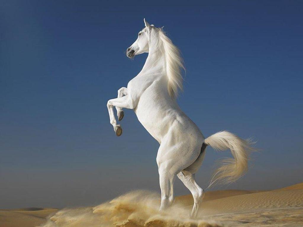 Cute White Horses wallpaperx768