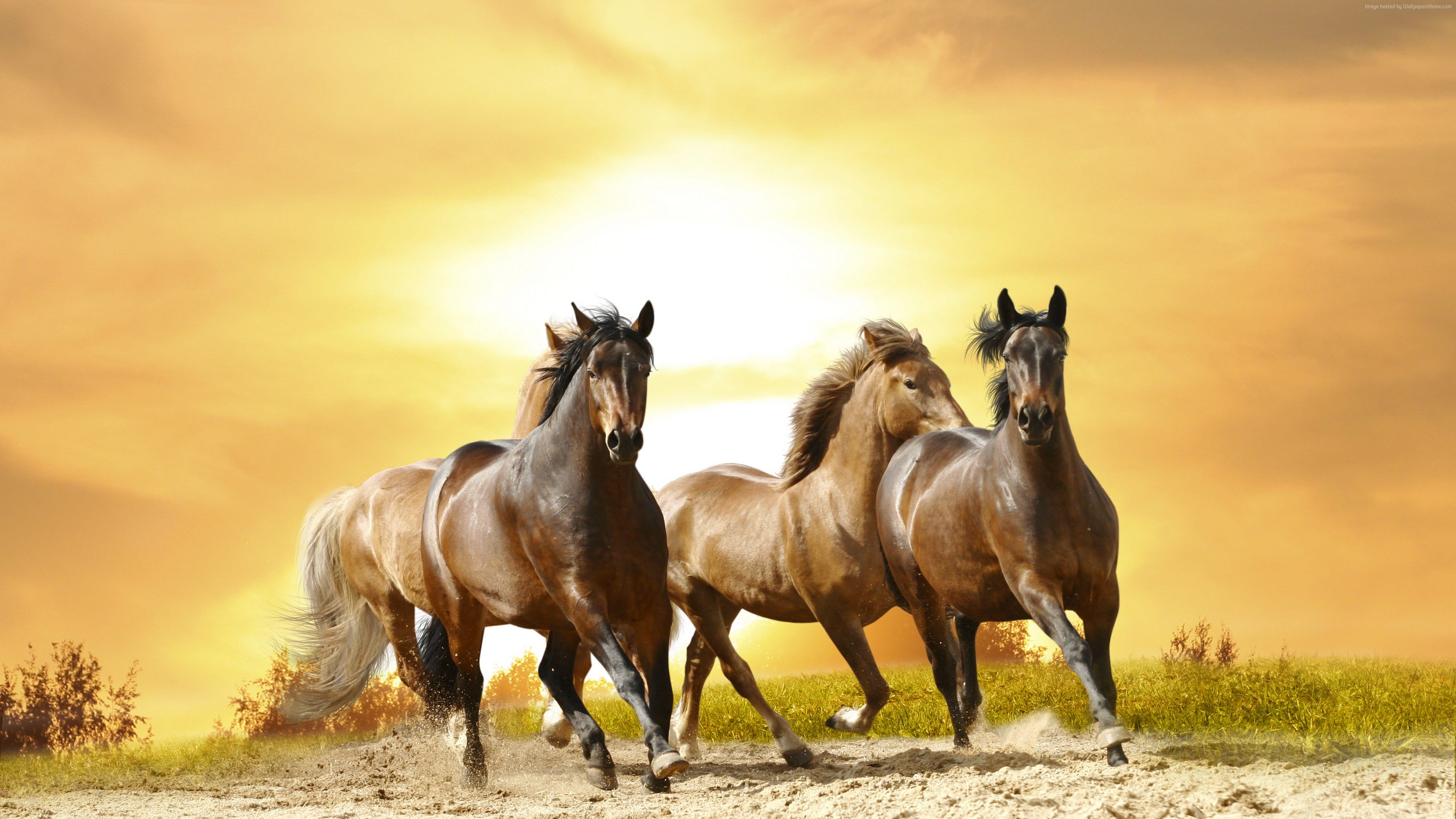 Wallpaper horses, cute animals, 8k, Animals Wallpaper Download Resolution 4K Wallpaper