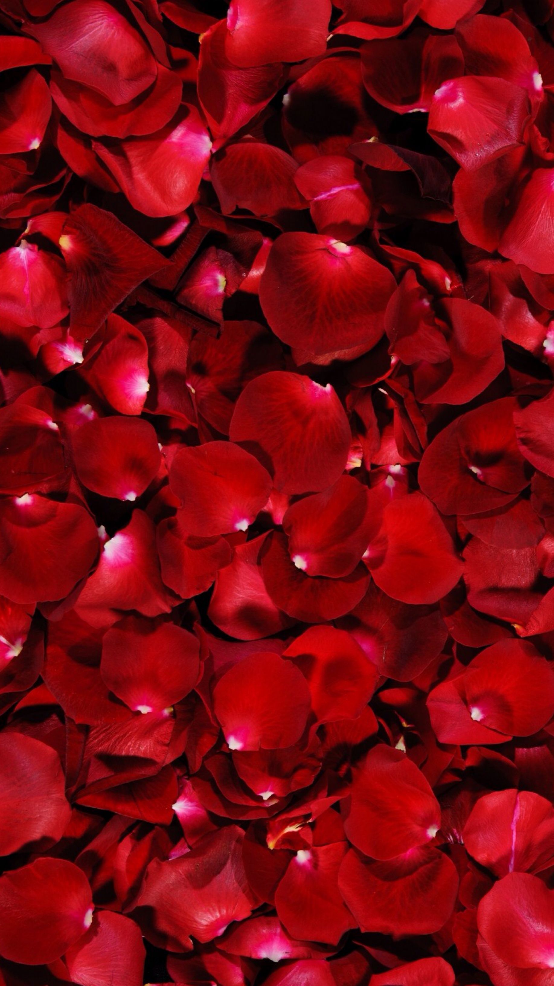 Red rose petals // wallpaper. Red rose petals, Red aesthetic, Red petals