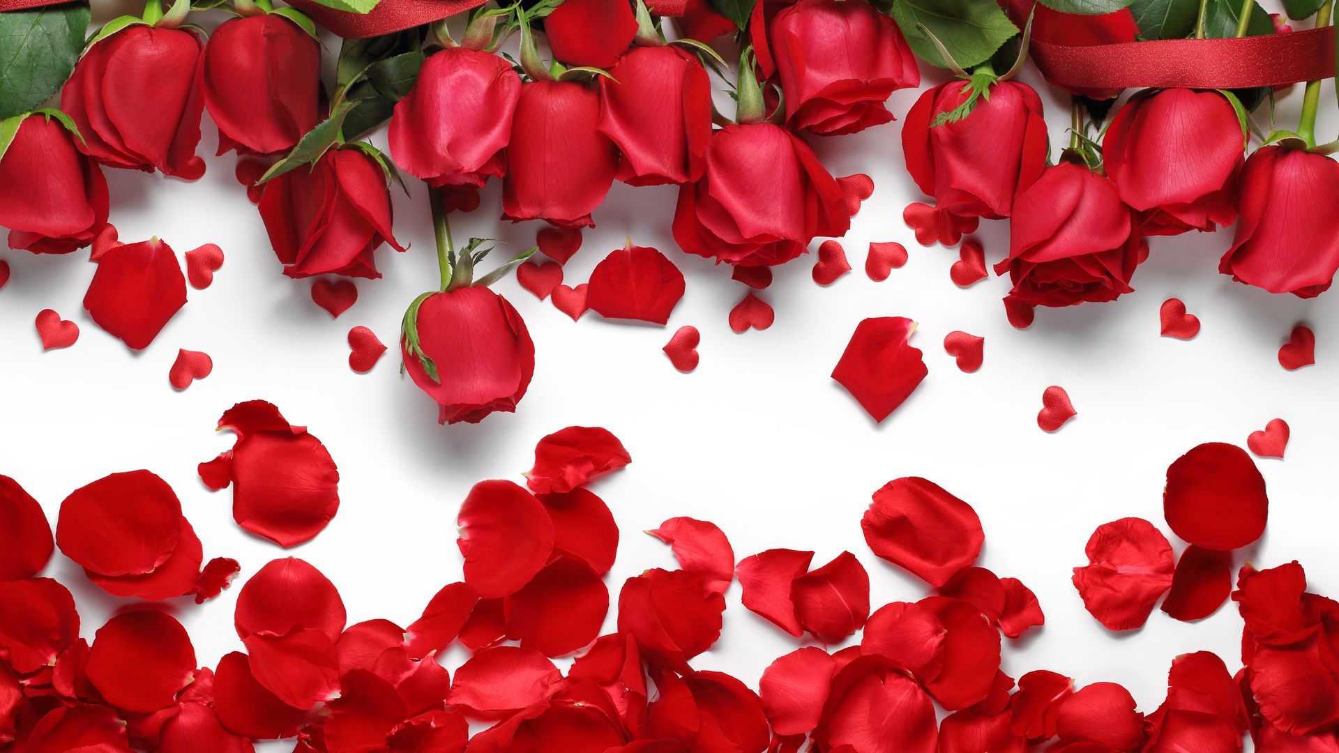 Red Rose Petals Wallpaper