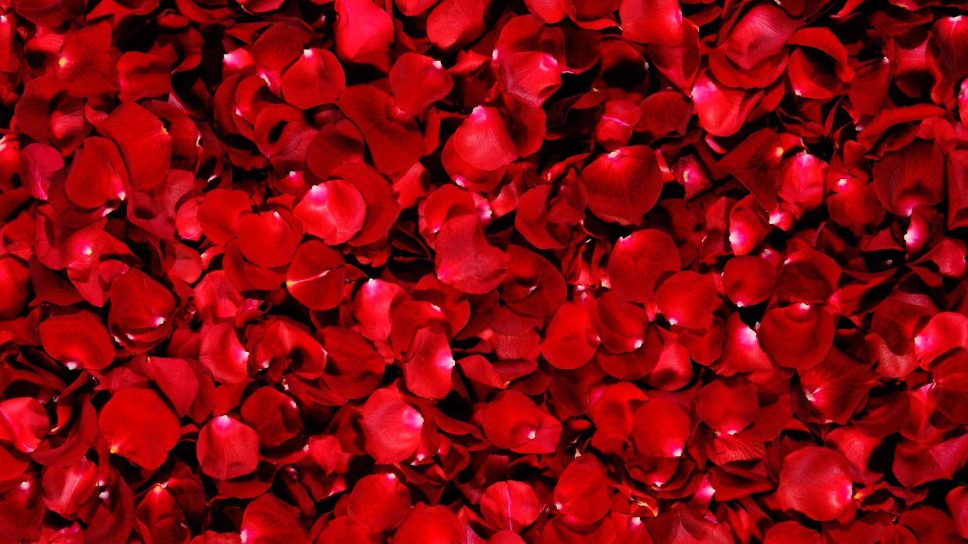 Free photo: Rose petals, Valentine, Sweetheart