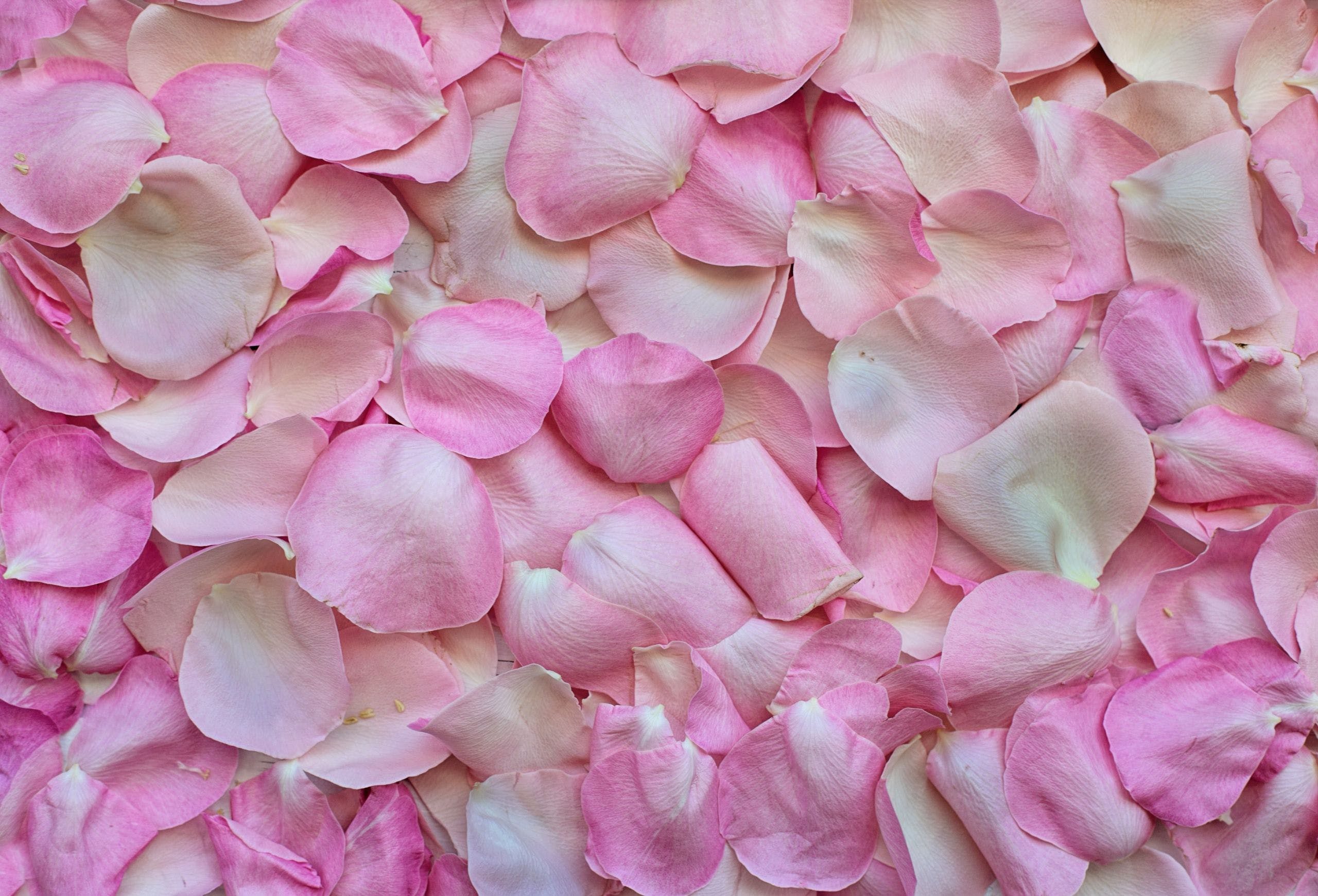 Rose Petals Wallpapers Wallpaper Cave