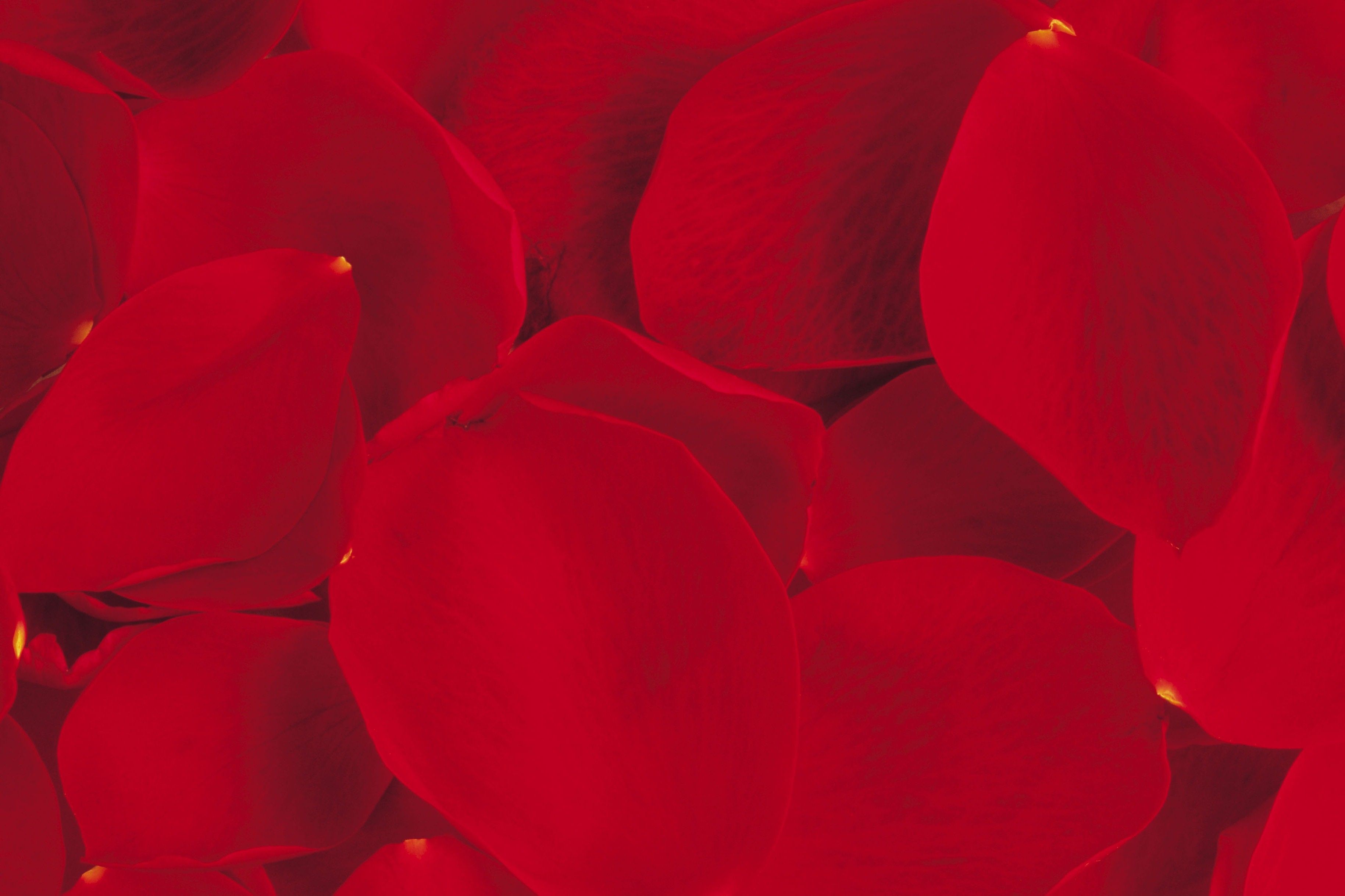 Free photo: Red rose petals, Petals, Red
