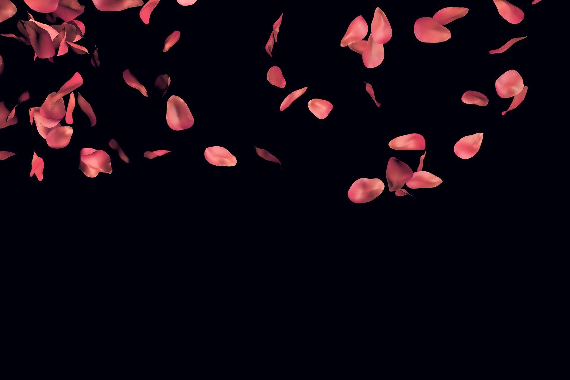 Falling Rose Petals Wallpaper [1920x1280]