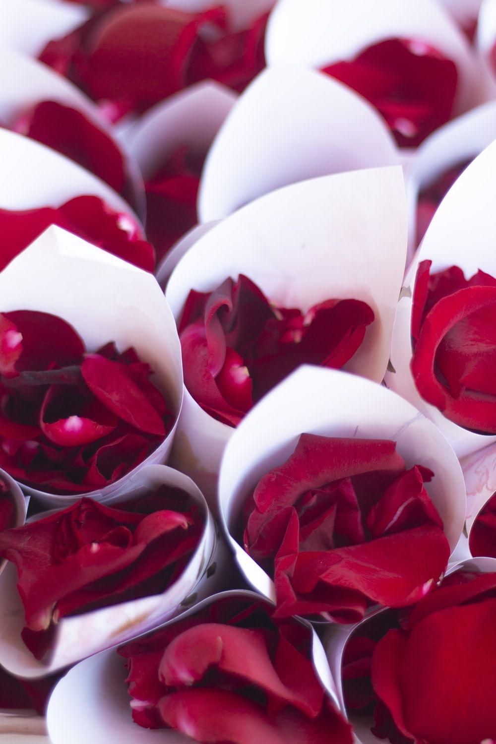 Rose Petals Picture [HQ]. Download Free Image
