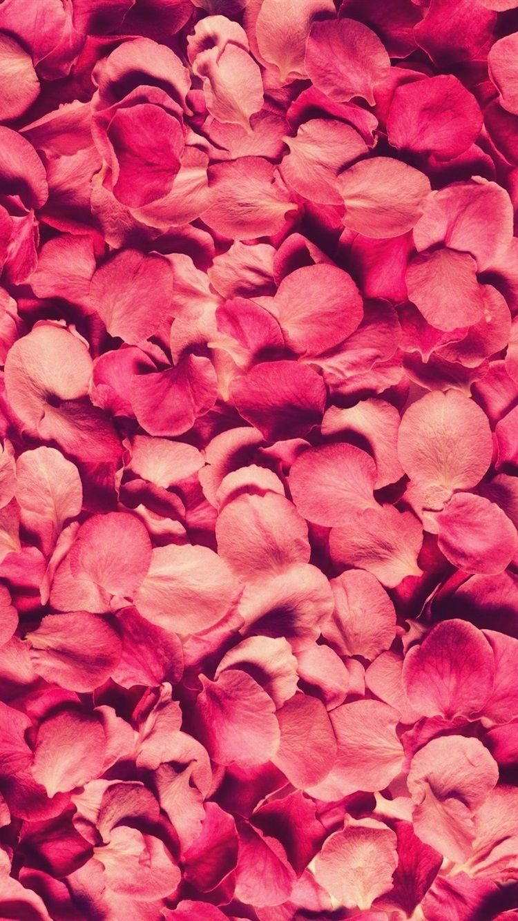 Wallpaper Many pink rose petals background 2560x1600 HD Picture, Image