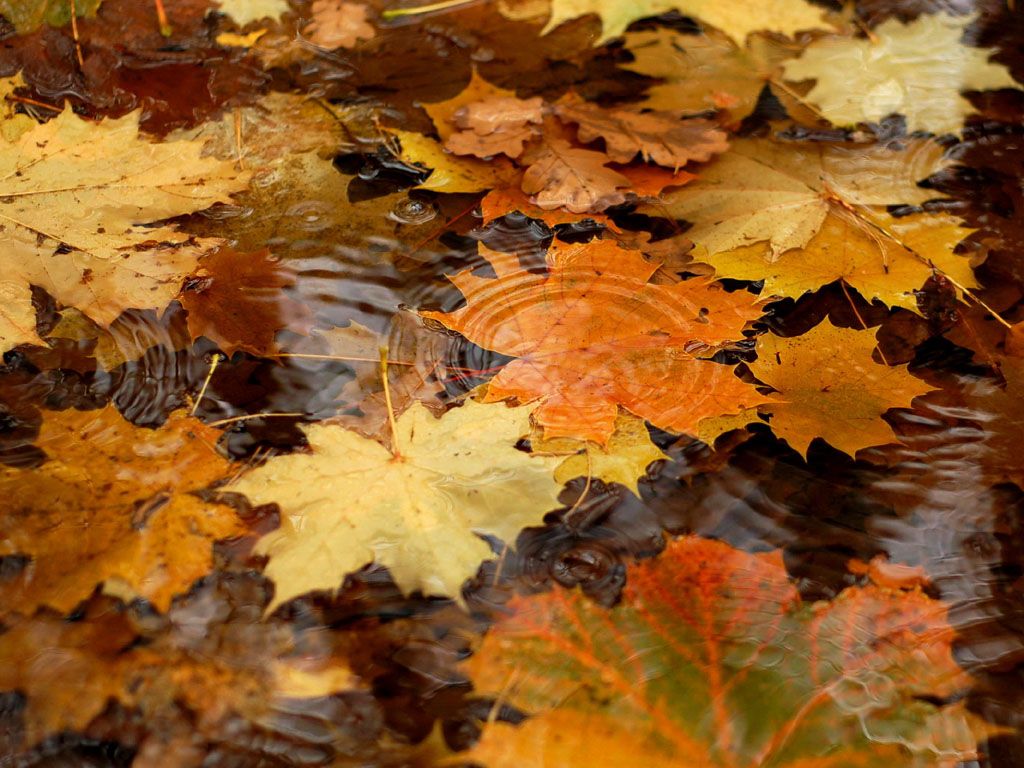 Windows Autumn Desktop Wallpaper