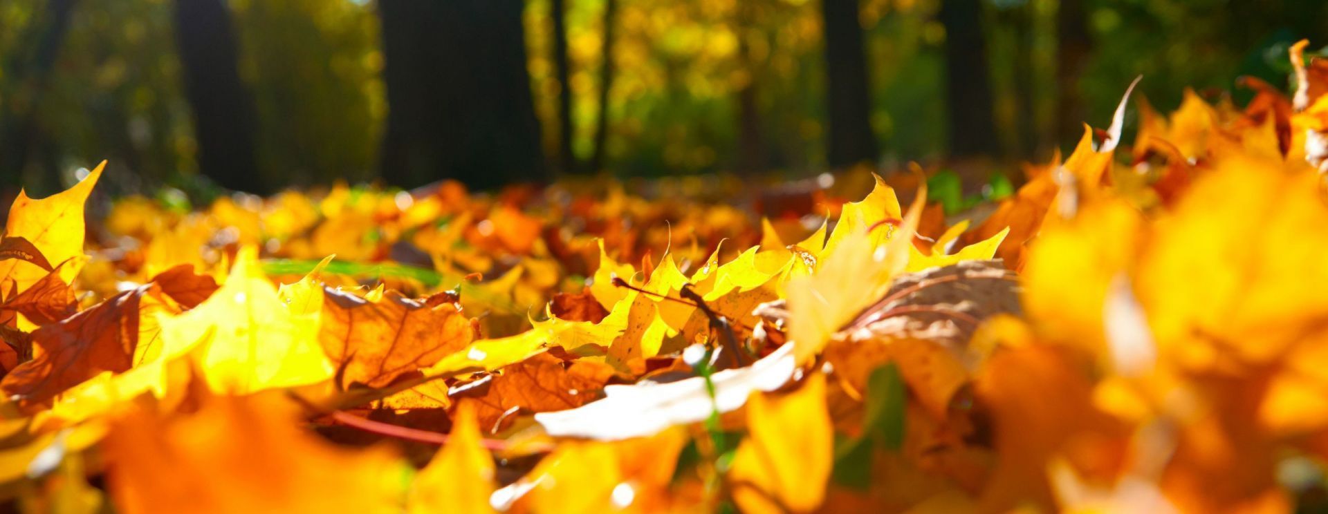 Windows 10 Wallpaper. Leaf compost, Autumn leaves, Autumn activities