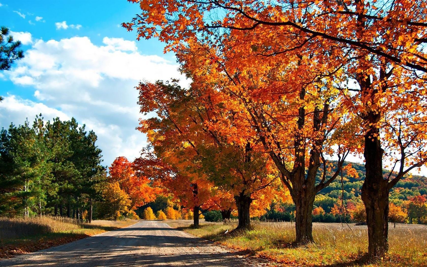 Windows 8.1 Theme HD wallpaper: beautiful autumn leaves Wallpaper Download 8.1 Theme HD wallpaper: beautiful autumn leaves Wallpaper Wallpaper Site