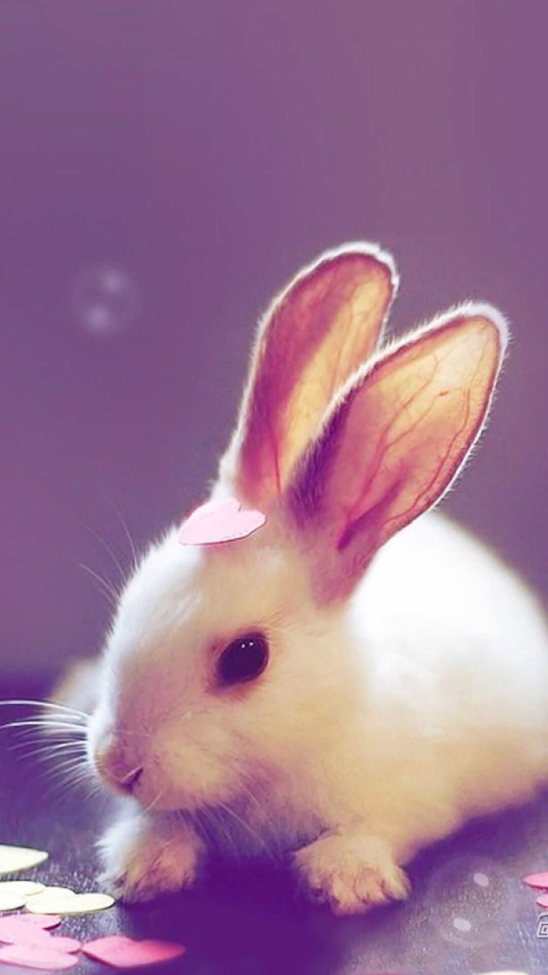 Bunny rabbit phone wallpapers