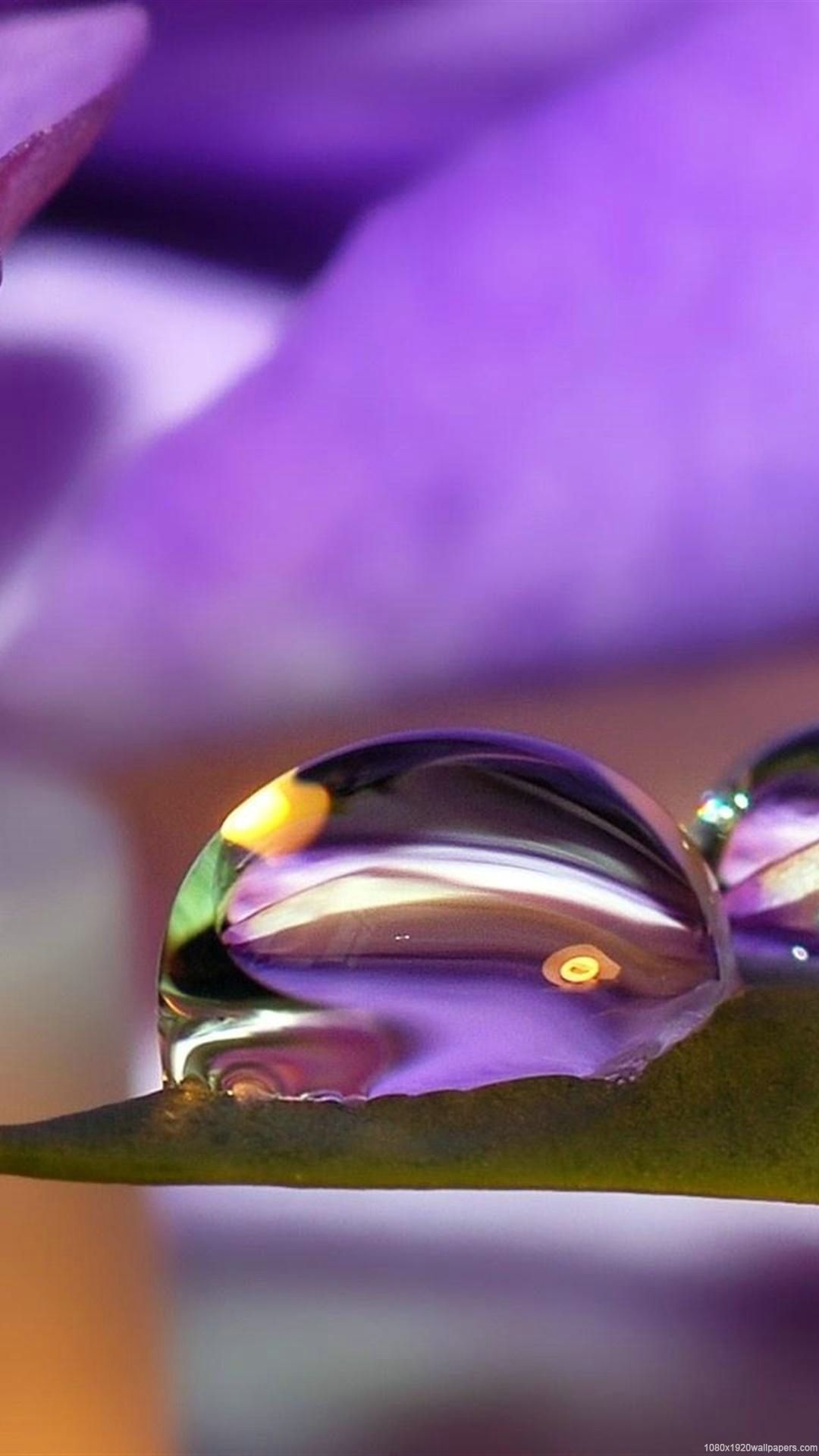 Beautiful Water Drops Nature Wallpaper HD