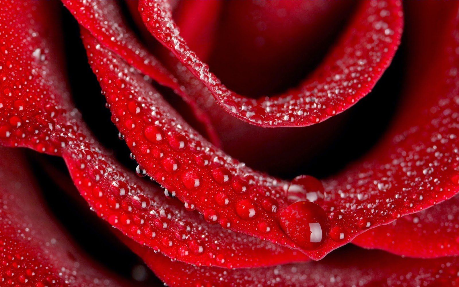 Red rose beautiful water drop wallpaperx1000