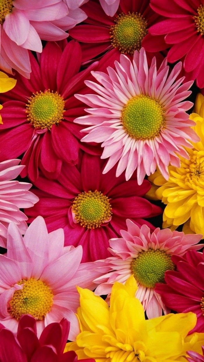 Flower colorful sun flower mobile wallpaper