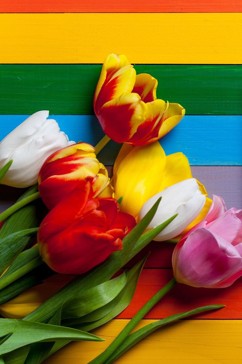 Colors wooden strip and colorful flowers HD mobile wallpaper