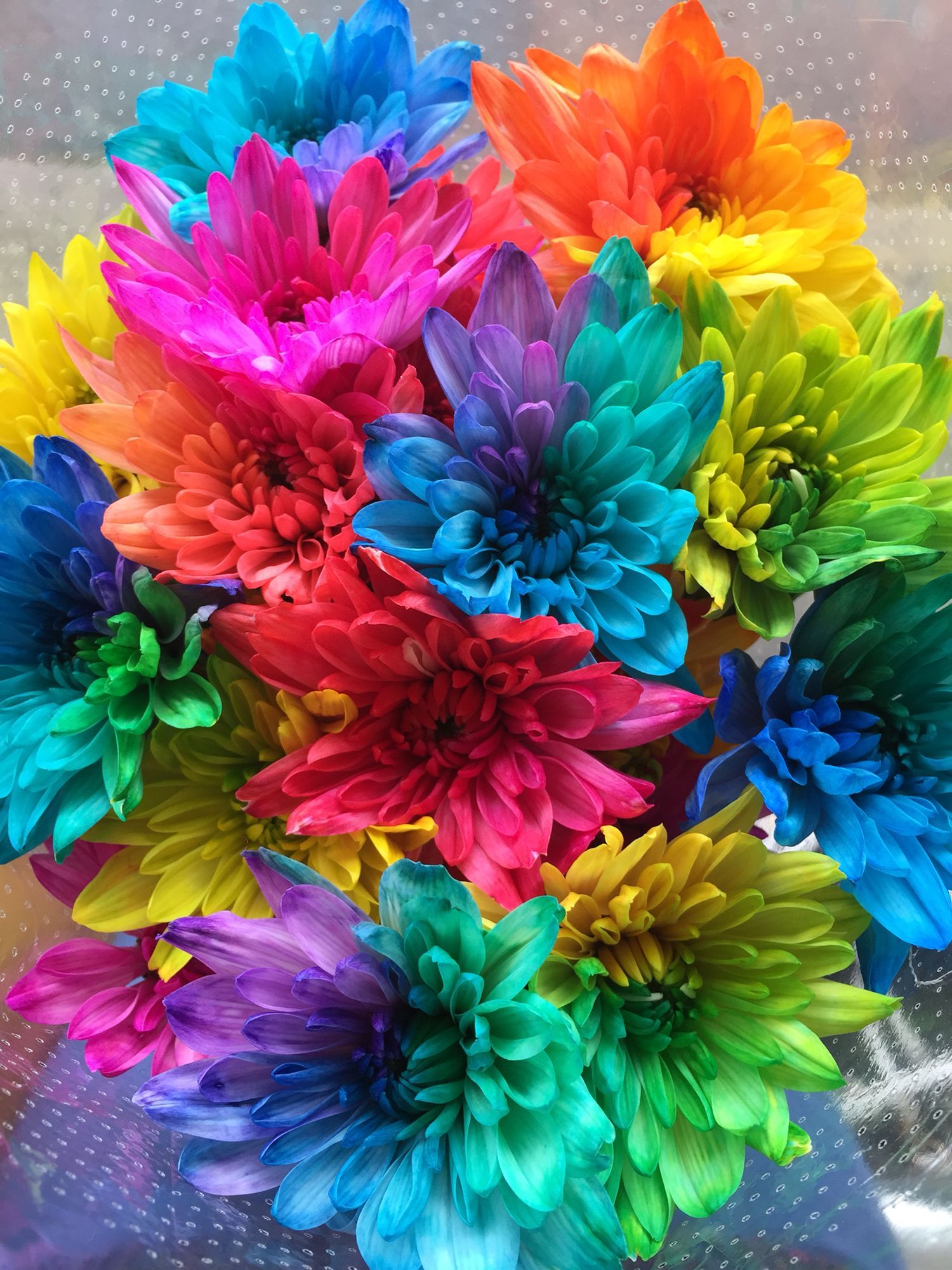 Free download Gorgeous multicoloured flowers flowers colourful fluro rainbow [1500x2000] for your Desktop, Mobile & Tablet. Explore Multicolor Flower Mobile Wallpaper. Multicolor Flower Mobile Wallpaper, iPhone X Multicolor Wallpaper