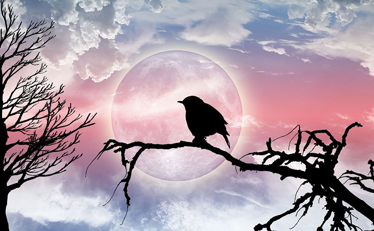 Desktop Wallpaper Birds silhouettes Moon Branches
