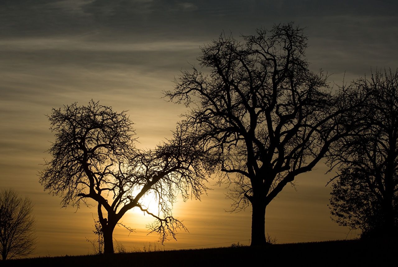 Desktop Wallpaper Silhouette Nature Sunrises and sunsets Trees