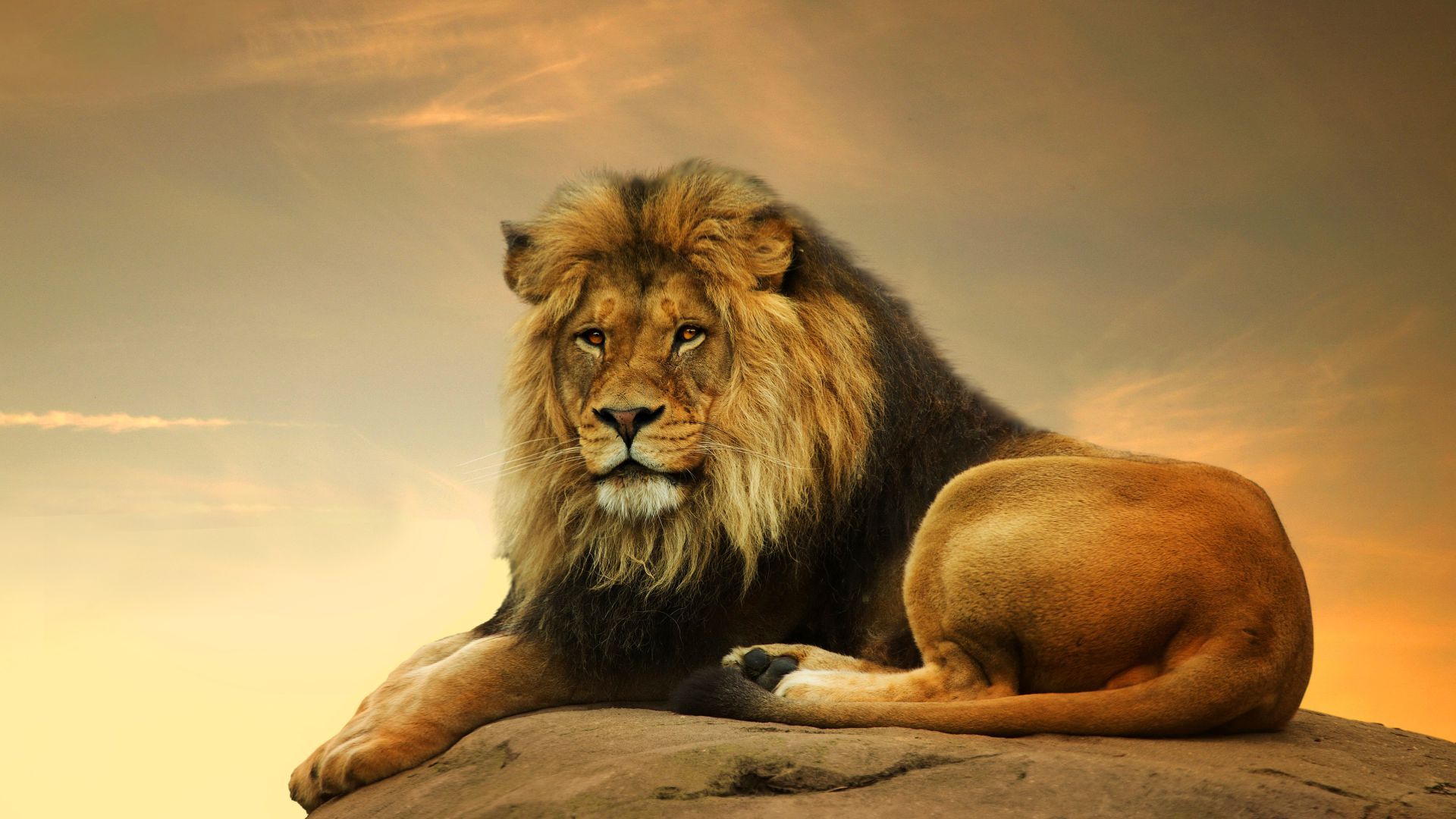 Wallpaper Lion, savanna, cute animals, Animals
