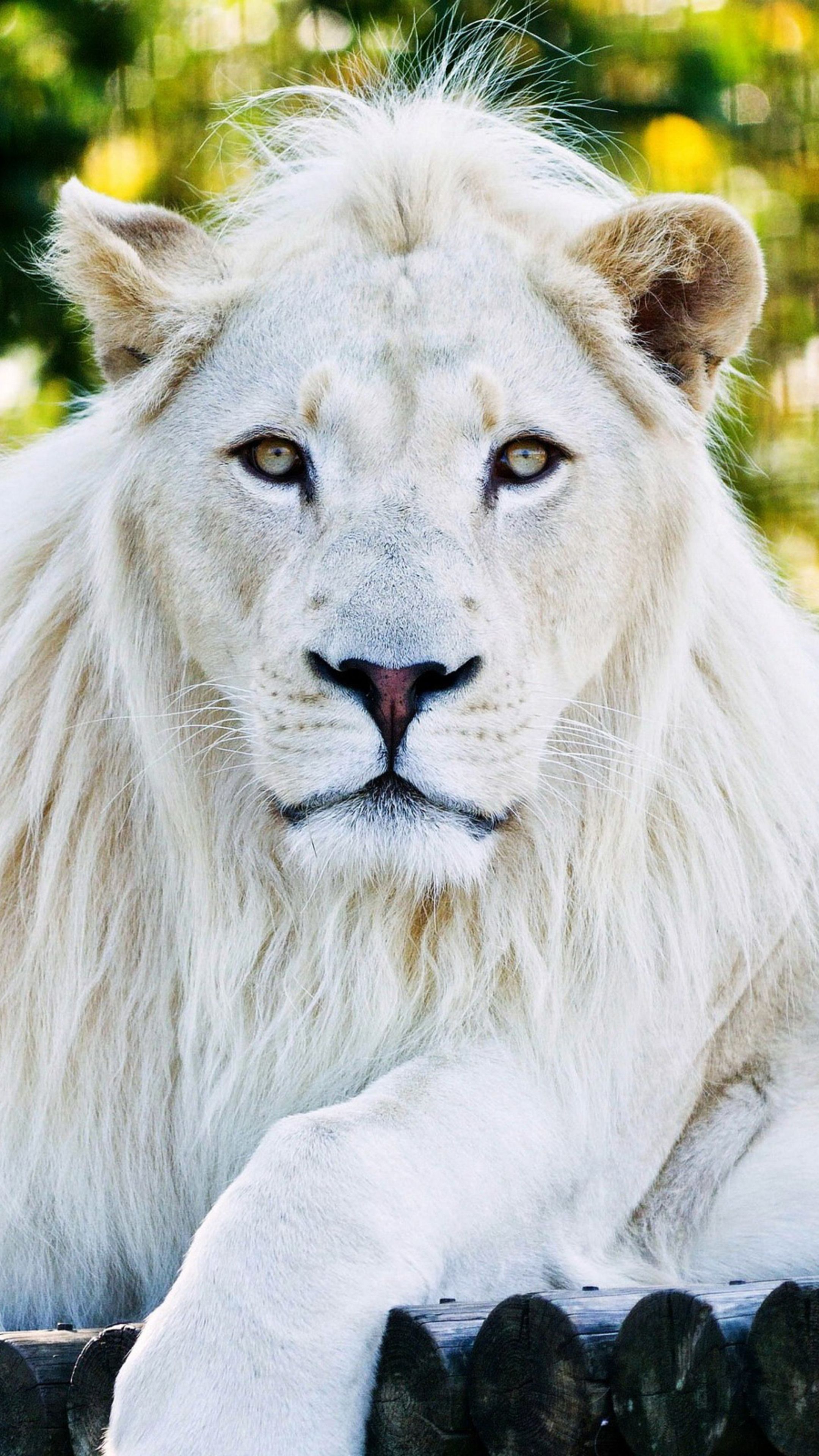 Animals #White Lion #wallpaper. White lion, Lion picture, White lion image