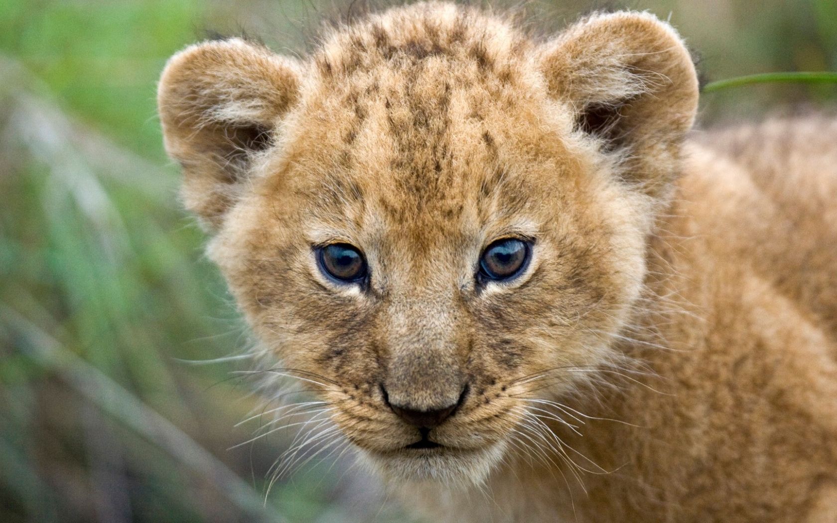 Free download Beautiful Cute Lion Cub Closeup Face HD Wallpaper HD Wallpaper [1920x1080] for your Desktop, Mobile & Tablet. Explore Lion Cub Wallpaper. Lion Wallpaper HD, Cute Lion Cubs