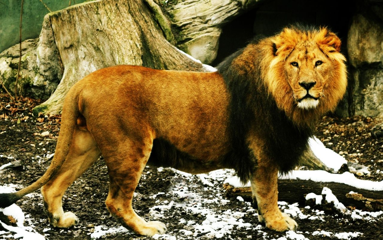 Lion wallpaper. Lion