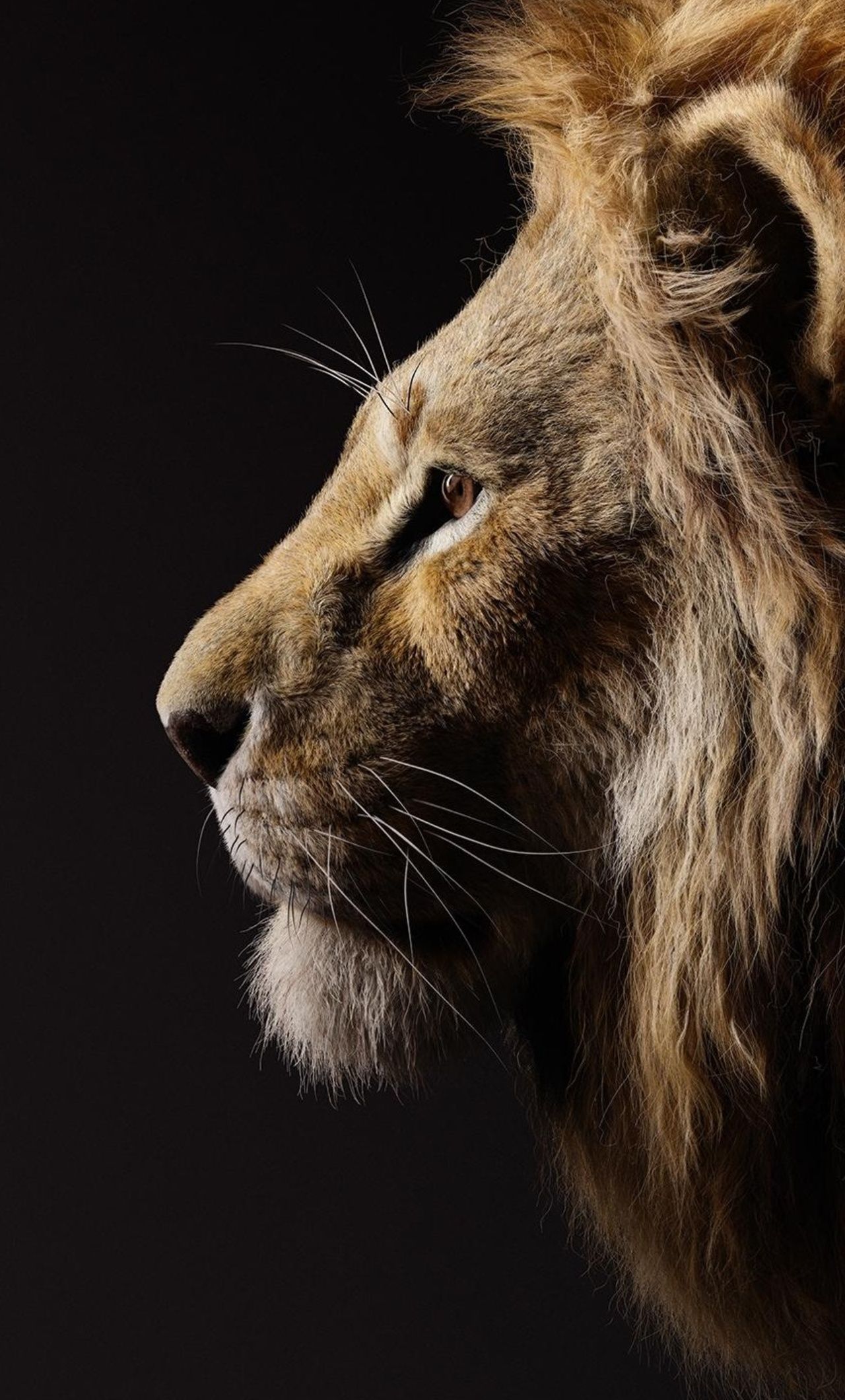 Donald Glover As Simba The Lion King 2019 iPhone HD 4k Wallpaper, Image, Background, Photo and Picture