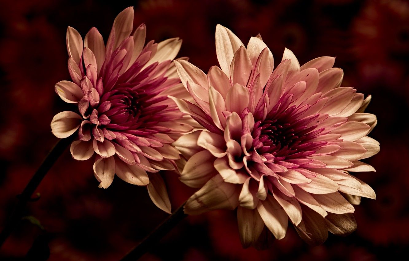 Wallpaper Macro, Flowers, The Dark Background, Petals, Two Tone, Dahlias, Terry Image For Desktop, Section цветы