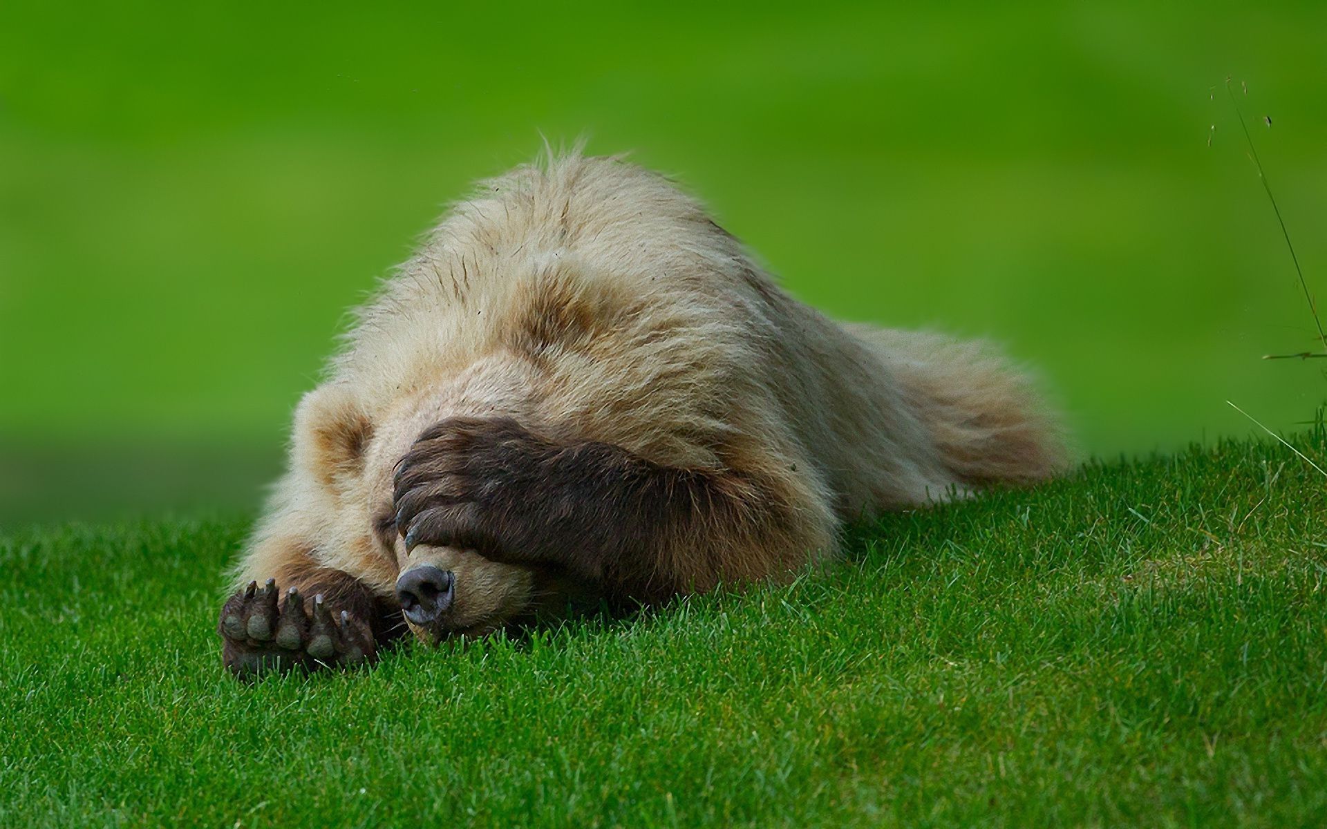 Lawn Bear paw claws grass Badun shame