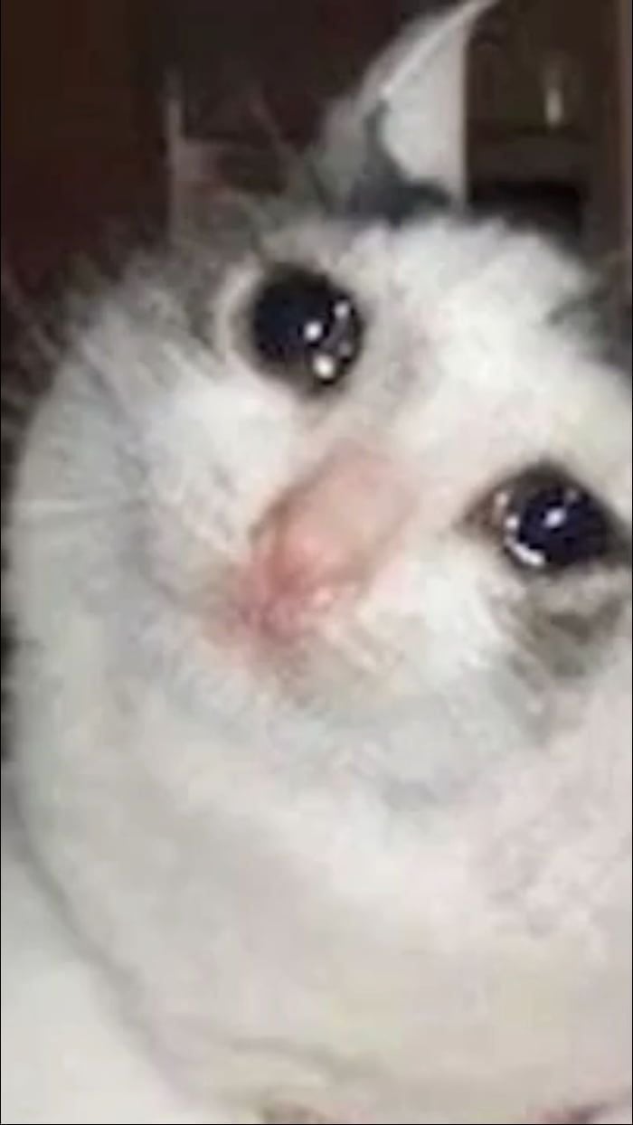 Crying Cat Meme Hearts Wallpaper. It's Meme Cats
