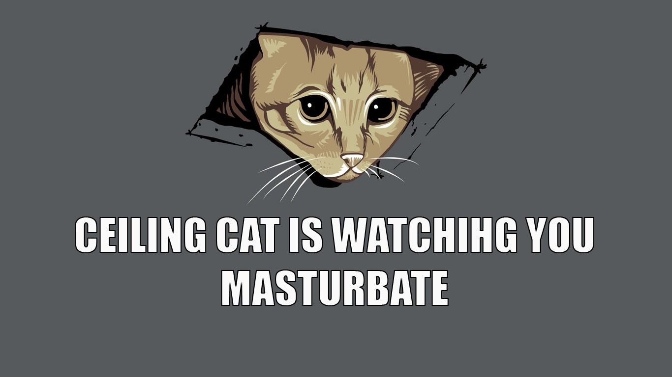 memes, Cat, Dark Humor Wallpaper HD / Desktop and Mobile Background