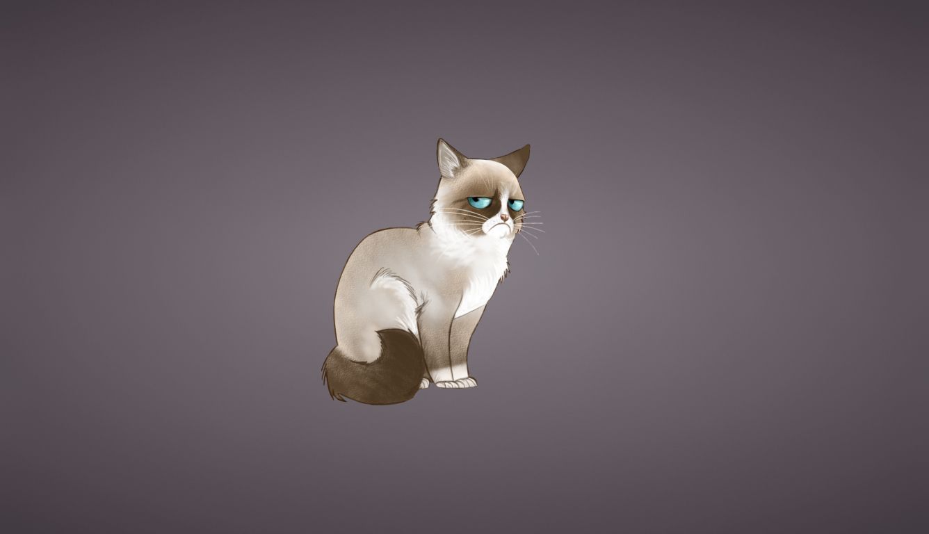 grumpy cat, meme, cat HD Laptop Wallpaper, HD Vector 4K Wallpaper, Image, Photo and Background