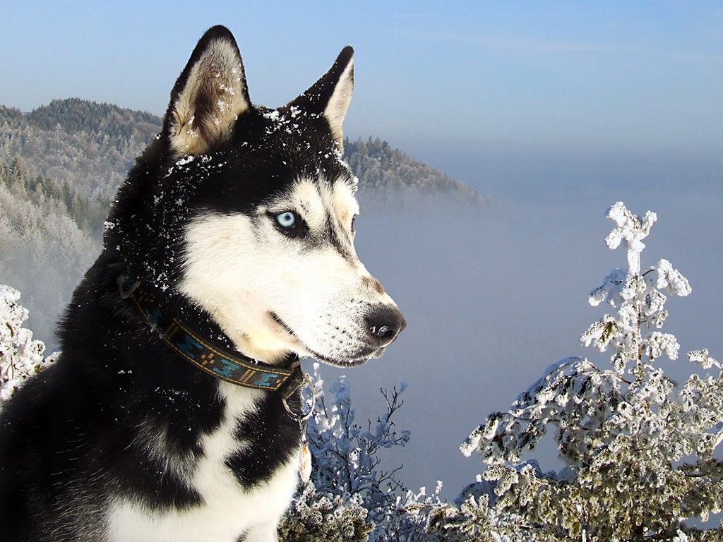 Husky 4k ultra hd 16:10 wallpapers hd, desktop backgrounds 3840x2400 date,  images and pictures