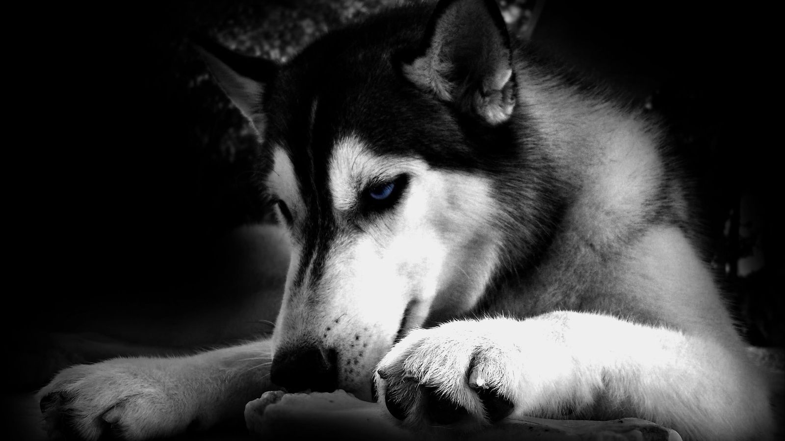Huskies Dogs HD Wallpaper. Huskies Dog Image