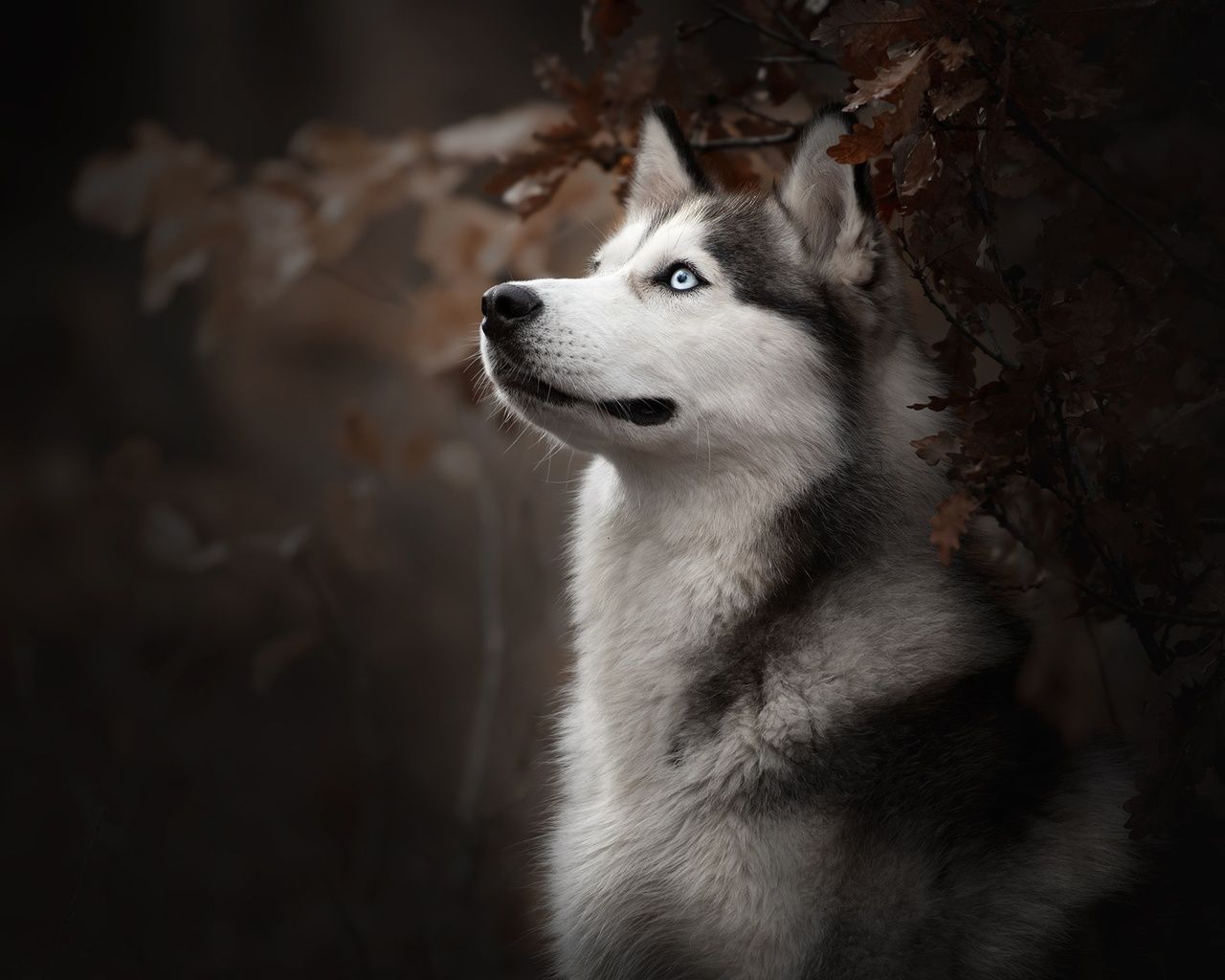 Siberian Husky Dog Breed 1280x1024 Resolution HD 4k Wallpaper, Image, Background, Photo and Picture