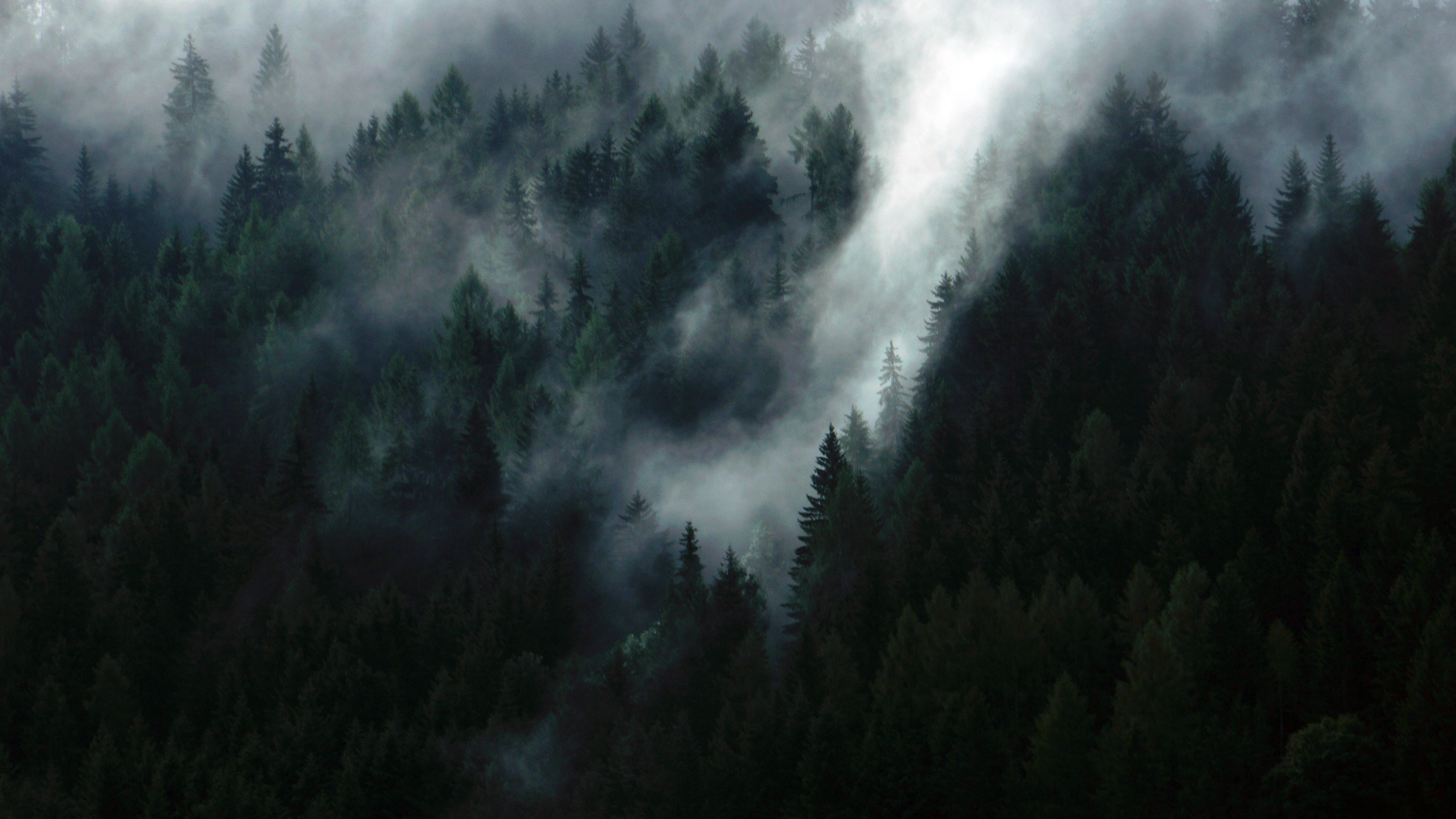 6000x3376 #PNG image, #dark, #mystical, #moody, #forest, #evergreen, #tree, #misty, #nature, #dense, #thick, #deep, #landscape, #fog, #epic, #dramatic, #mist. Mocah.org HD Desktop Wallpaper