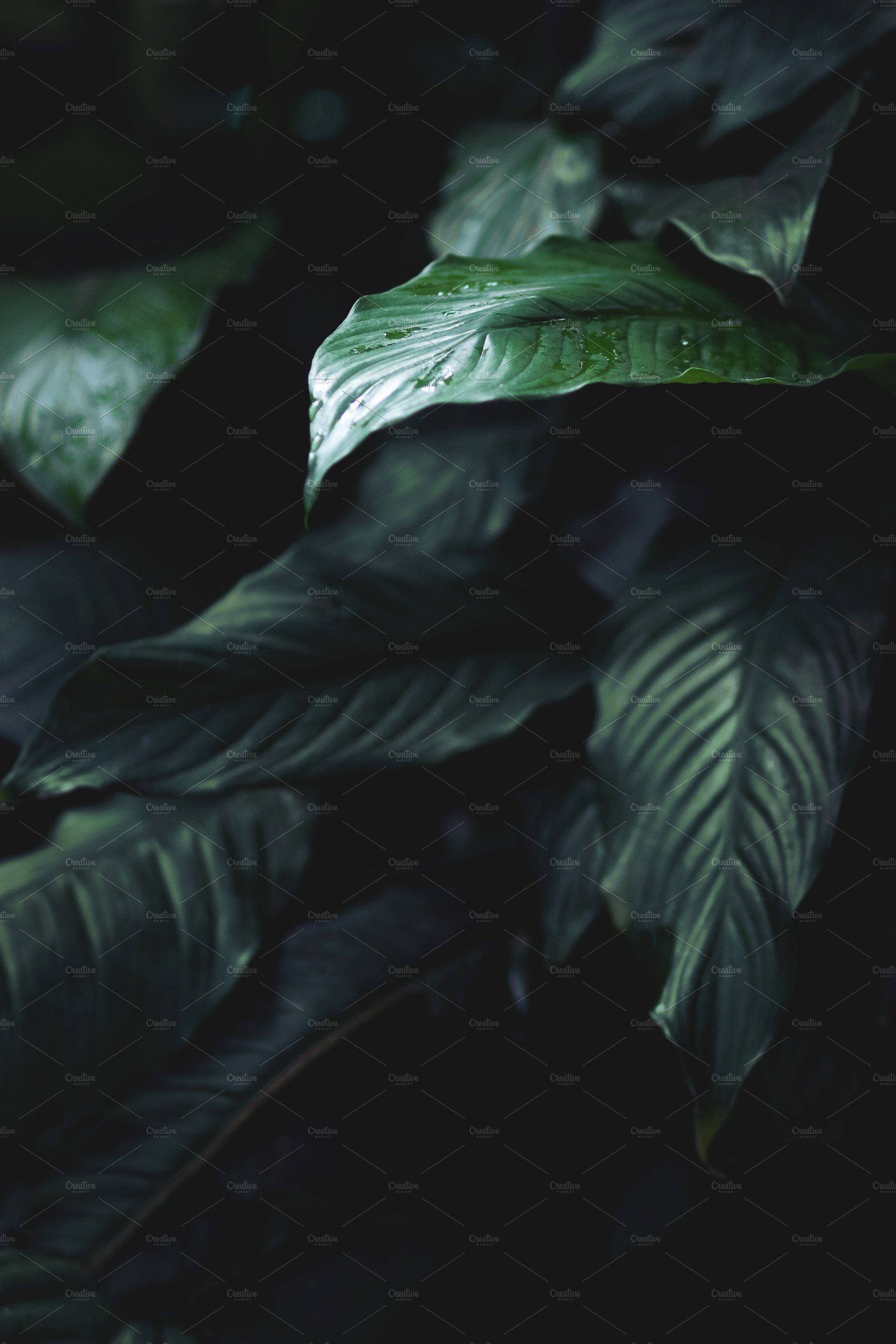 Dark and Moody Jungle Leaves. Jungle photography, Dark green aesthetic, Leaf background