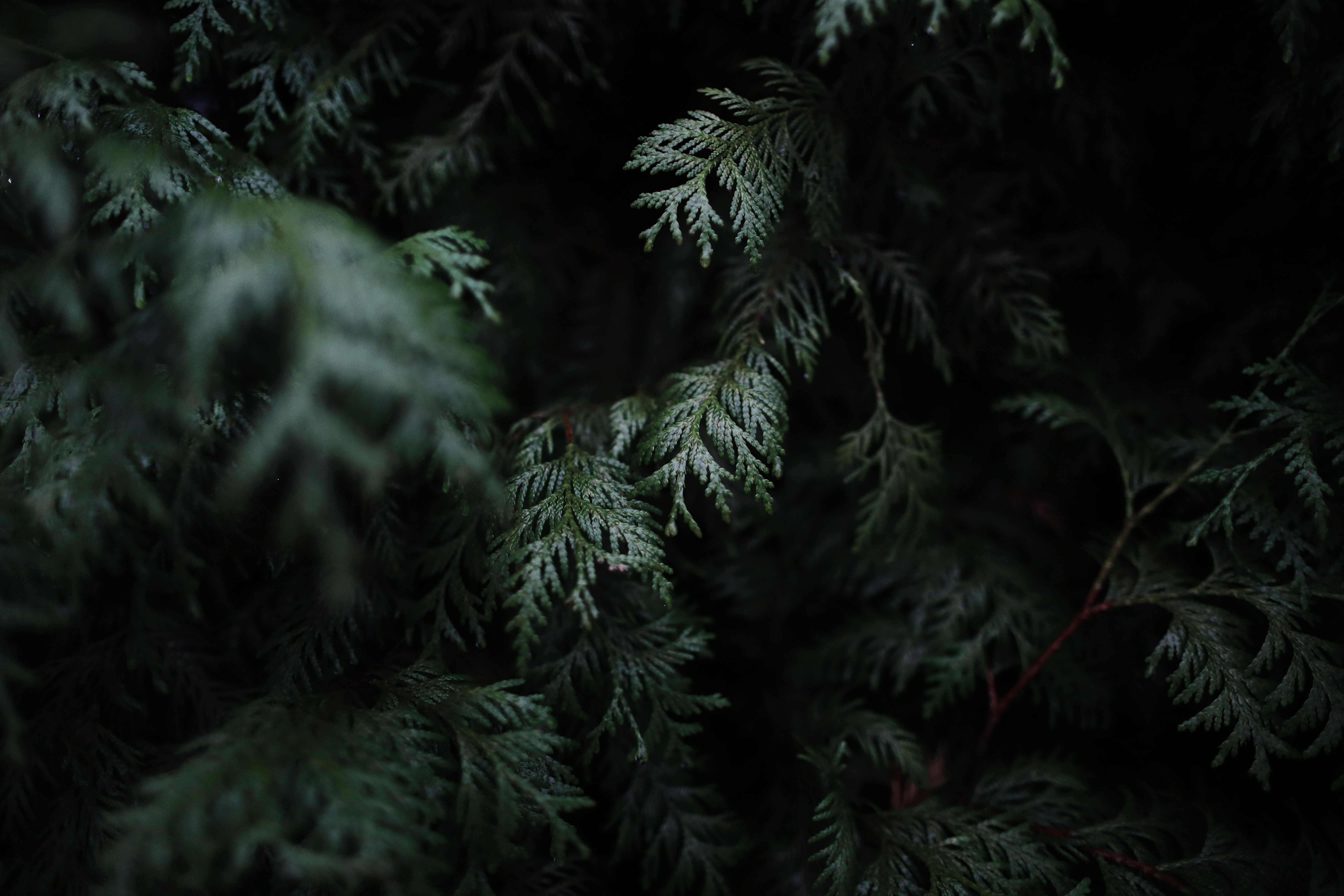 6720x4480 detail, forest, leafe, pine branch, green, PNG image, forest green, dark, texture, moody, pine, greenery, tree. Mocah.org HD Desktop Wallpaper