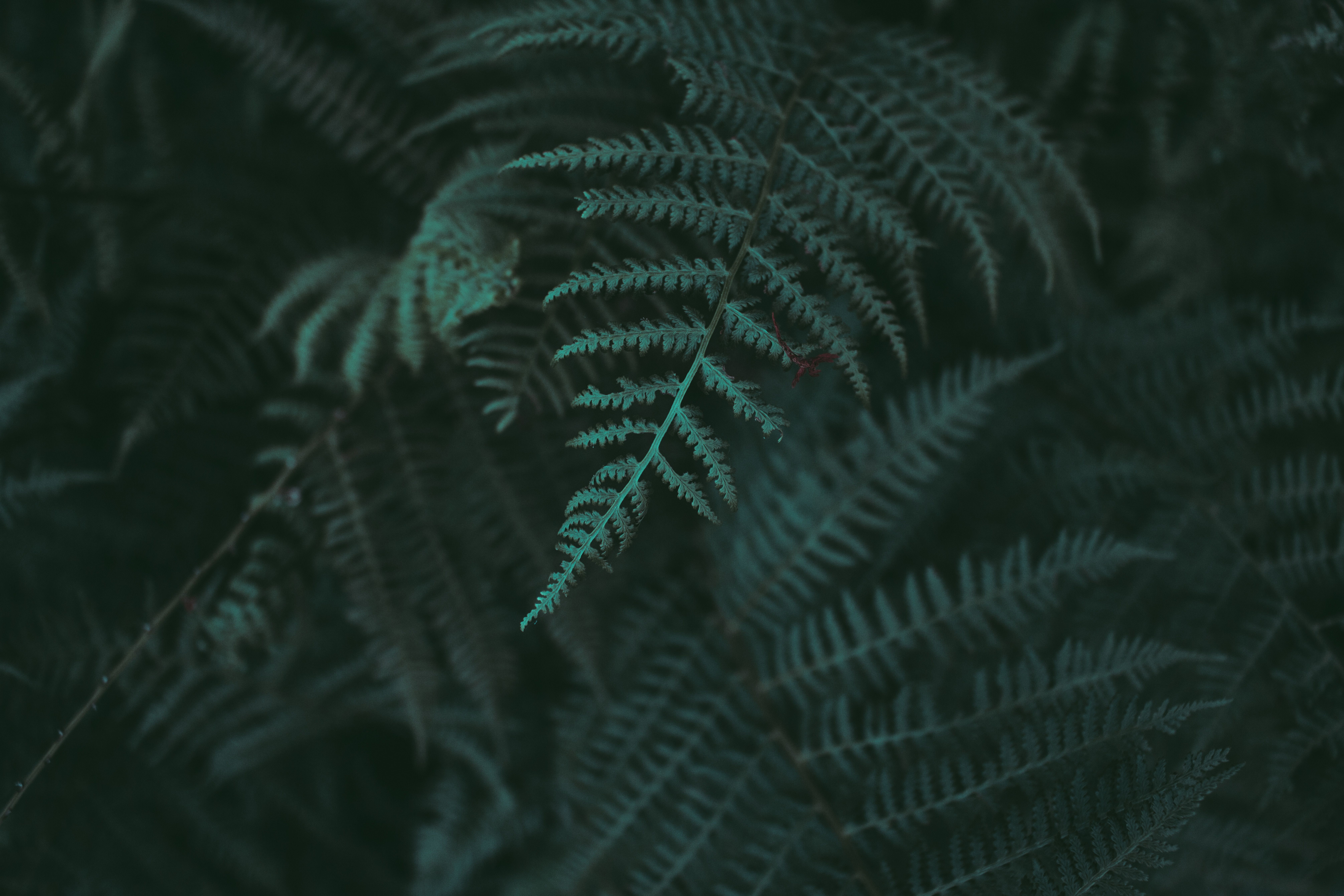 8047x5365 #wallpaper Hd, #dark, #wallpaper, #night, #dark Green, #plant, #moody, #green, #life, #fern, #tree, #flower, #closeup, #nature, #close Up, #leaf, #detail, #Public Domain Image, #leaves. Mocah.org HD Desktop Wallpaper